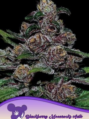 Anesia Seeds auto blackberry moonrocks Samen Anesia Seeds auto blackberry moonrocks Samen