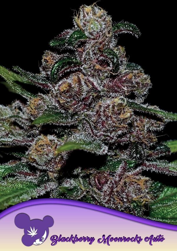Blackberry Moonrocks - Anesia feminisiert 3er Pack
