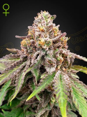 Blue Haze x Gelato 41 Auto - Green House Seed Co. feminisiert 3er Pack