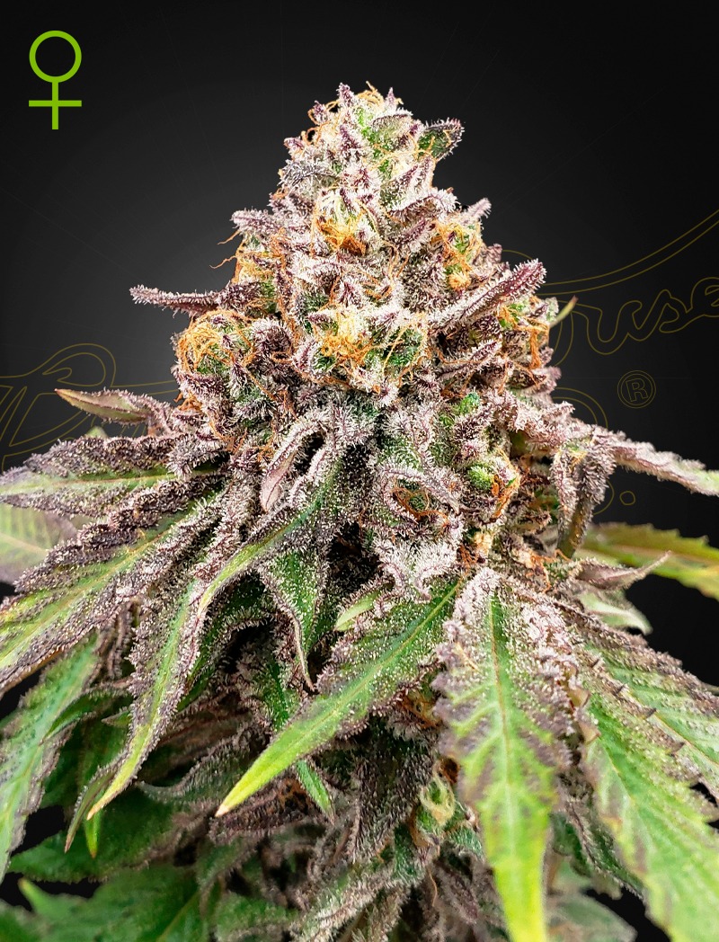 Blue Haze x Gelato 41 Auto - Green House Seed Co. feminisiert 3er Pack