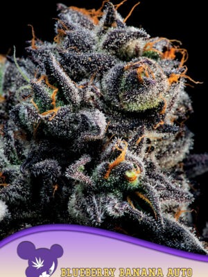 Blueberry-Banana-Auto-960x1359-1.jpg Blueberry Banana Auto - Anesia feminisiert 3er Pack