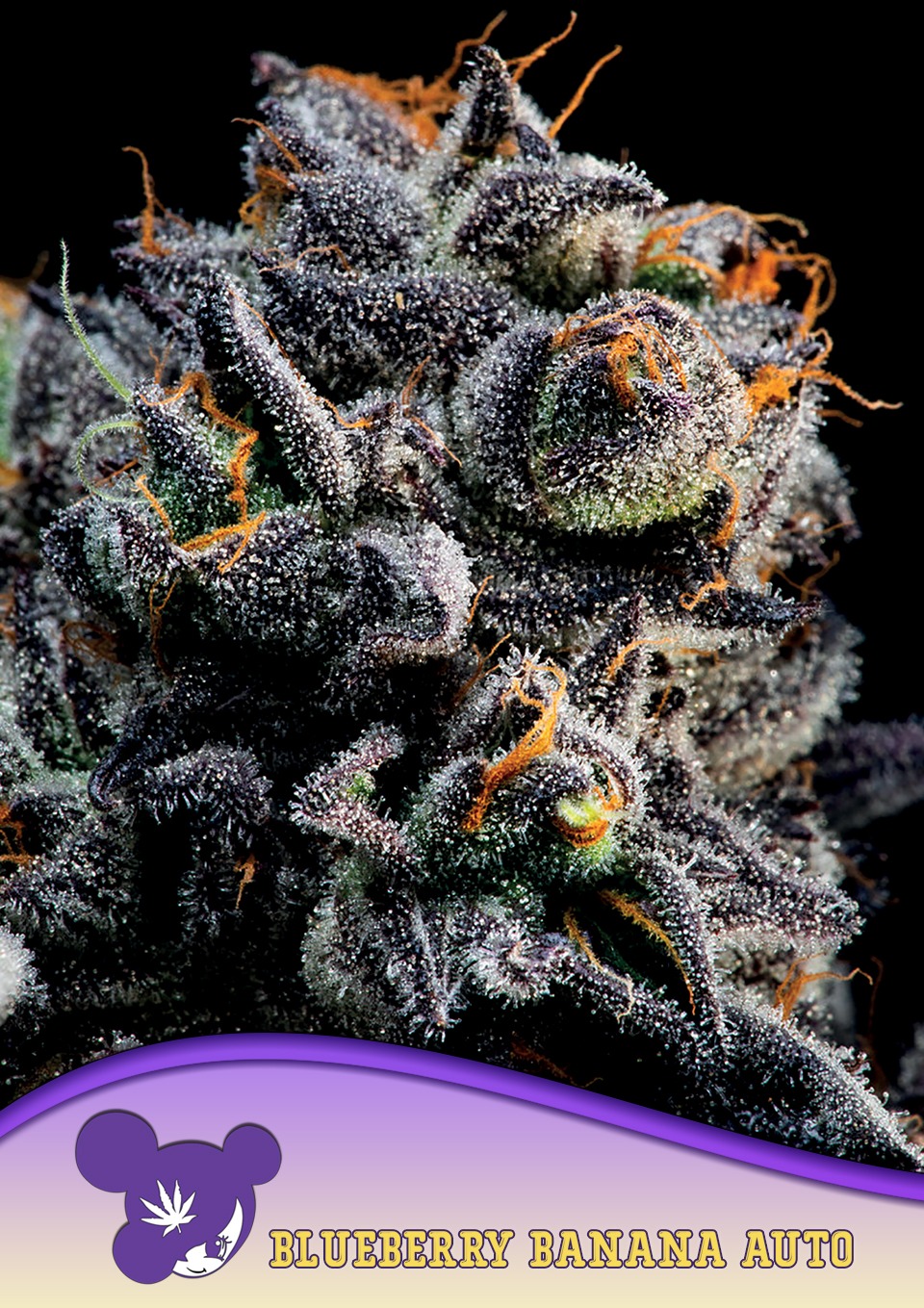 Blueberry Banana Auto - Anesia feminisiert 3er Pack
