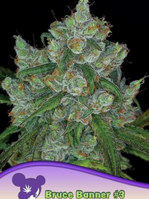 Bruce-Banner-960x1359-1.jpg Bruce Banner #3 - Anesia feminisiert 3er Pack