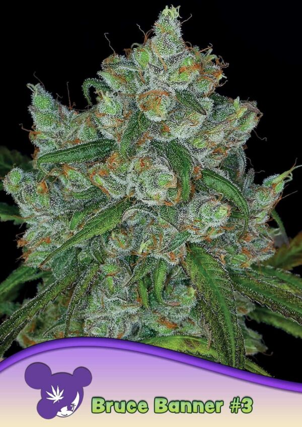 Bruce Banner #3 - Anesia feminisiert 3er Pack