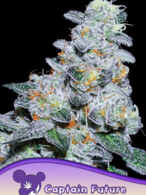 Anesia Seeds captain future Samen