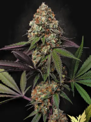 Caramba - Paradise Seeds feminisiert 3er Pack