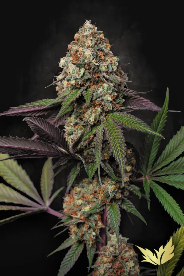 Caramba - Paradise Seeds feminisiert 3er Pack