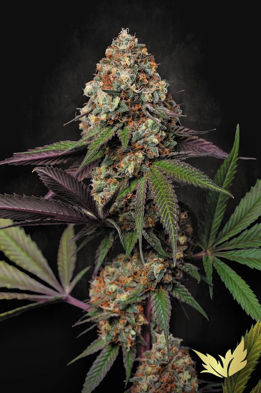 Caramba - Paradise Seeds feminisiert 3er Pack