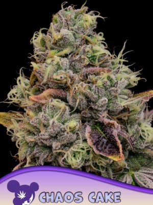 Chaos-Cake-960x1359-1.jpg Chaos Cake - Anesia feminisiert 3er Pack