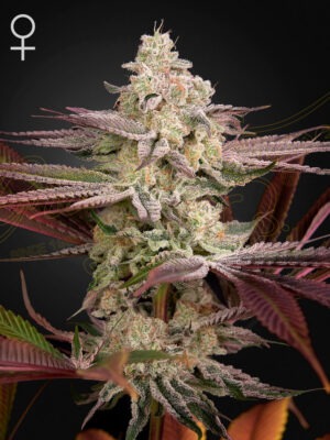 Chemical Bride - Green House Seed Co. feminisiert 3er Pack