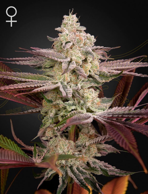 Chemical Bride - Green House Seed Co. feminisiert 3er Pack