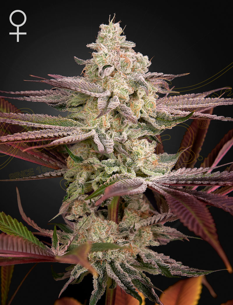 Chemical Bride - Green House Seed Co. feminisiert 3er Pack