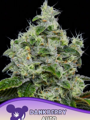 Dankberry-Auto-960x1359-1.jpg Dankberry - Anesia feminisiert 3er Pack