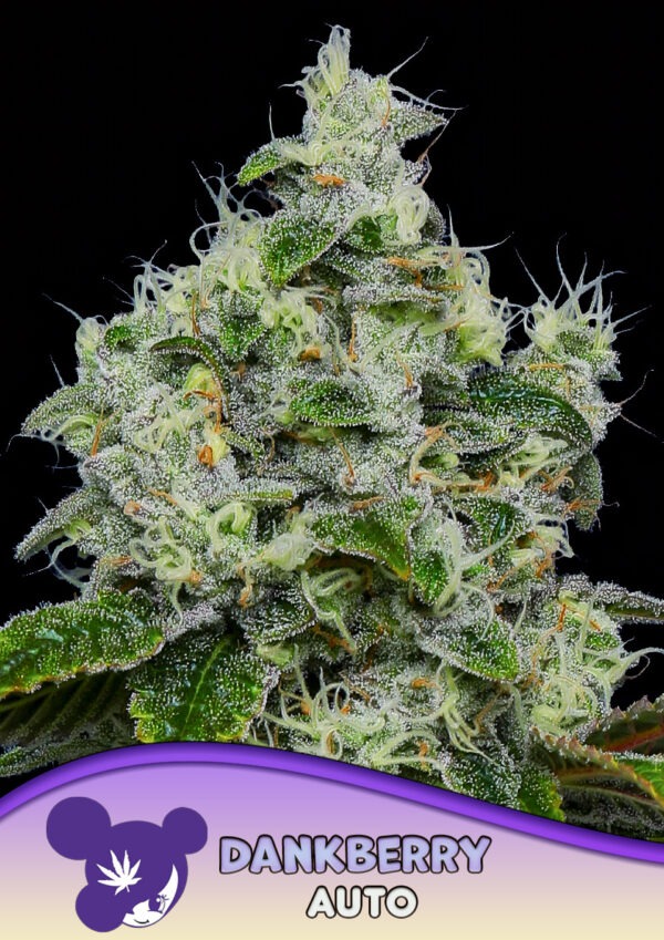 Dankberry - Anesia feminisiert 3er Pack