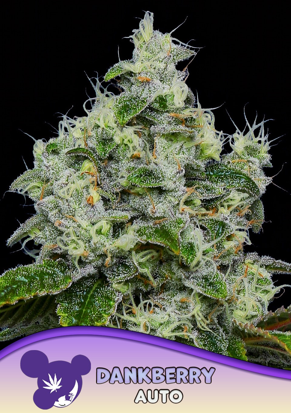 Dankberry - Anesia feminisiert 3er Pack