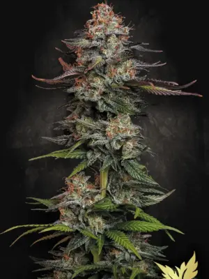Durga Mata - Paradise Seeds feminisiert 3er Pack