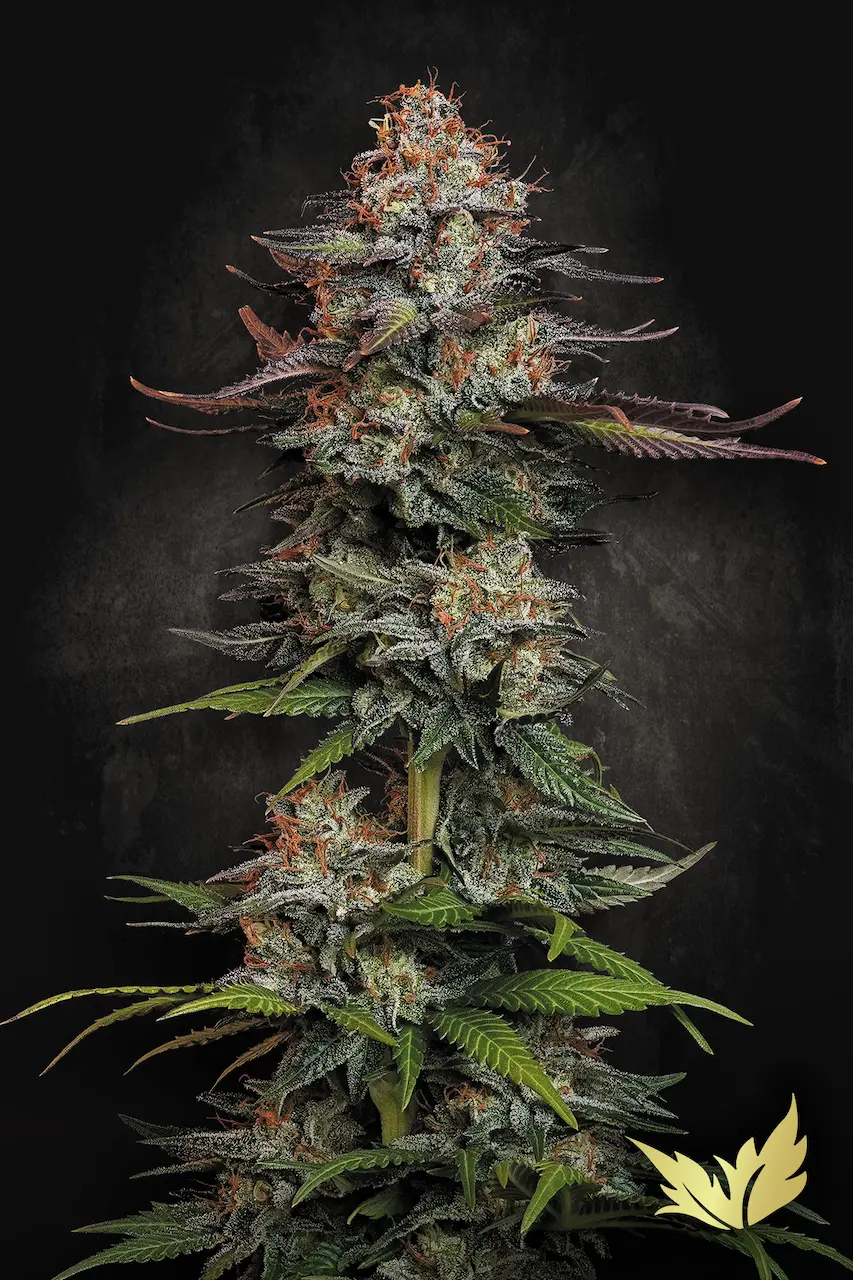 Durga Mata - Paradise Seeds feminisiert 3er Pack
