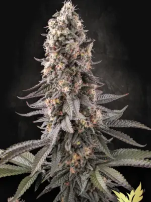 El Dorado OG - Paradise Seeds feminisiert 3er Pack
