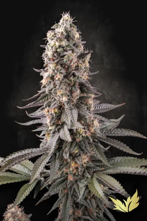 El Dorado OG - Paradise Seeds feminisiert 3er Pack