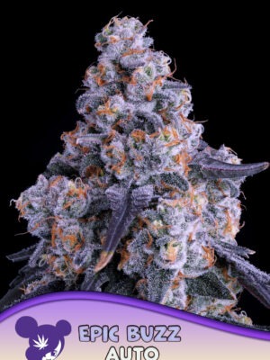 Epic Buzz Auto - Anesia feminisiert 3er Pack