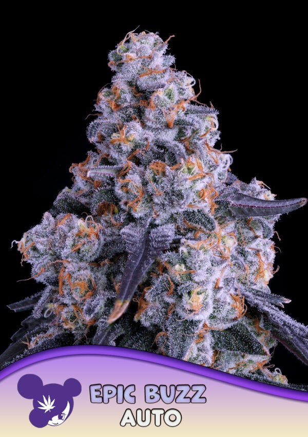 Epic Buzz Auto - Anesia feminisiert 3er Pack