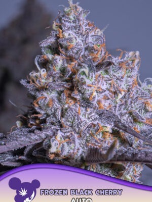 Frozen Black Cherry Auto - Anesia feminisiert 3er Pack