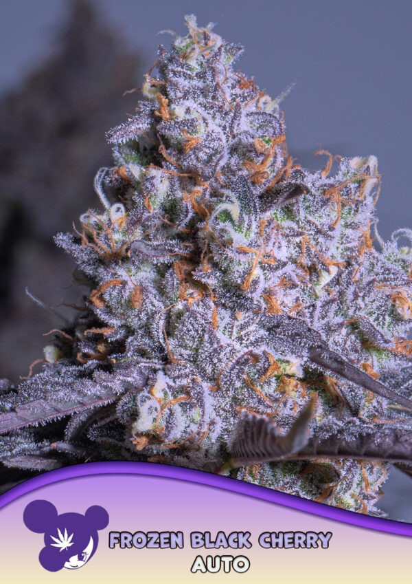 Frozen-Black-Cherry-Auto-960x1359-1.jpg Frozen Black Cherry - Anesia feminisiert 3er Pack