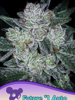 Anesia Seeds auto future 1 Samen Anesia Seeds auto future 1 Samen