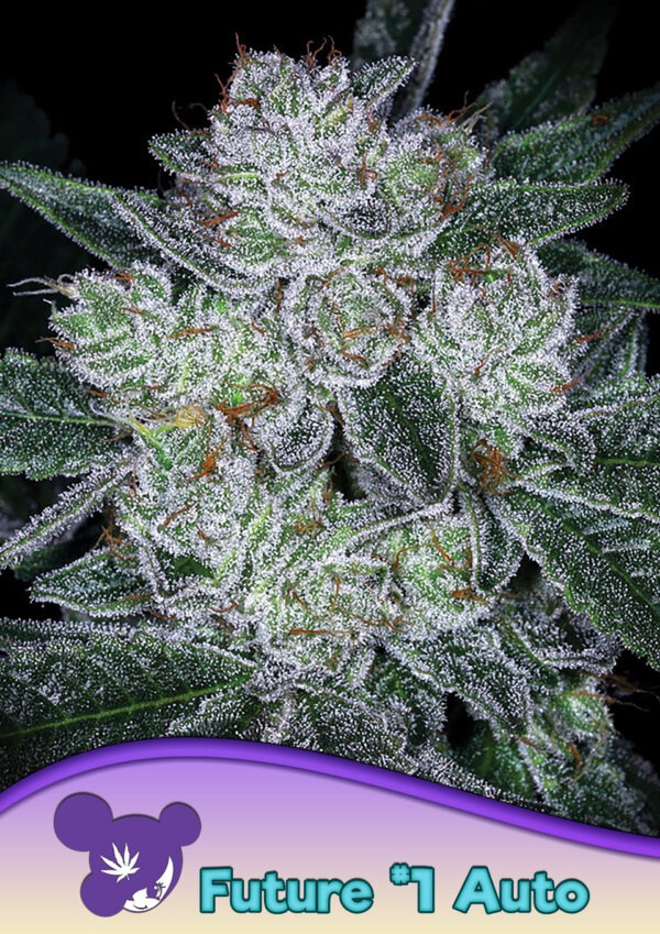 Anesia Seeds auto future 1 Samen