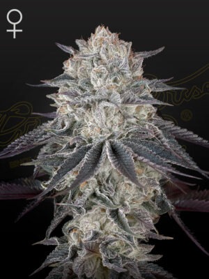 Fullgas - Green House Seed Co. feminisiert 3er Pack