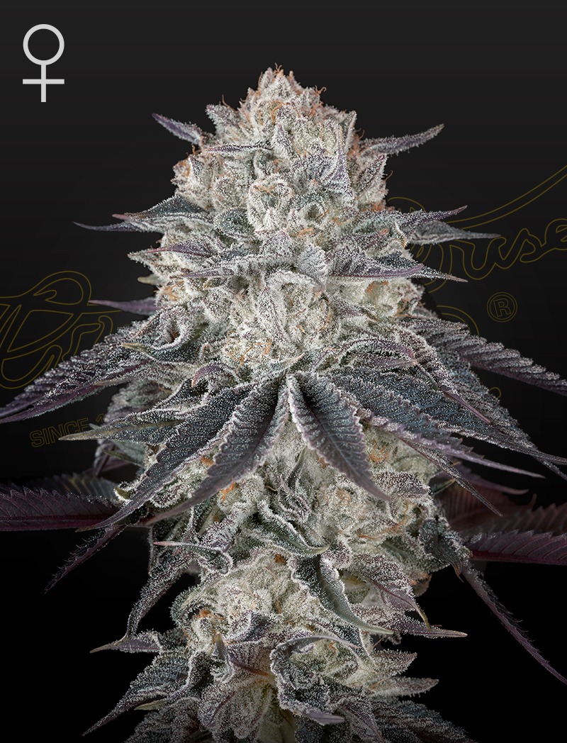 Fullgas - Green House Seed Co. feminisiert 3er Pack