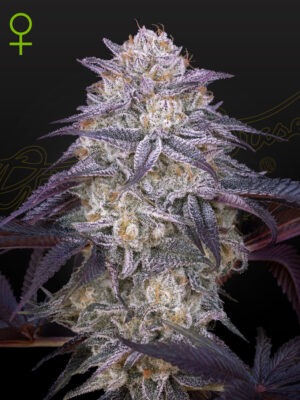 GHSC_KingsJuiceAuto_WEB.jpg Kings Juice Auto - Green House Seed Co. feminisiert 3er Pack