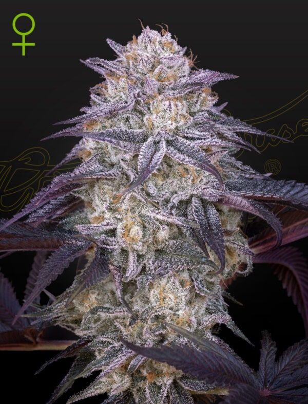 Kings Juice Auto - Green House Seed Co. feminisiert 3er Pack