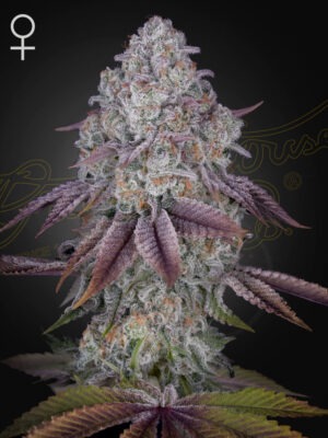 Persian Pie - Green House Seed Co. feminisiert 3er Pack