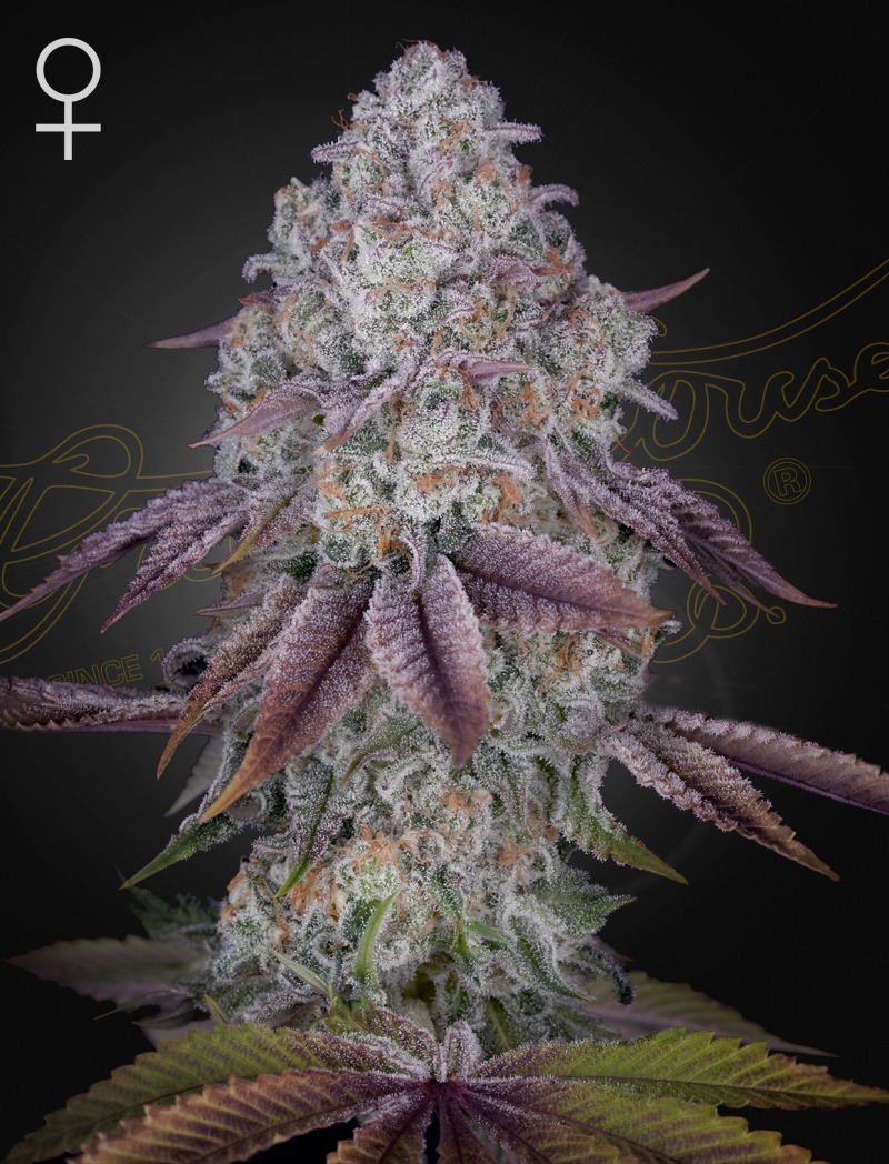 Persian Pie - Green House Seed Co. feminisiert 3er Pack