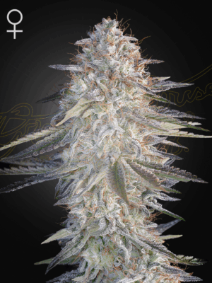 GHSC_SLHXPC_WEBSITE-PIC.png Super Lemon Haze x Pink Candy - Green House Seed Co. feminisiert 3er Pack