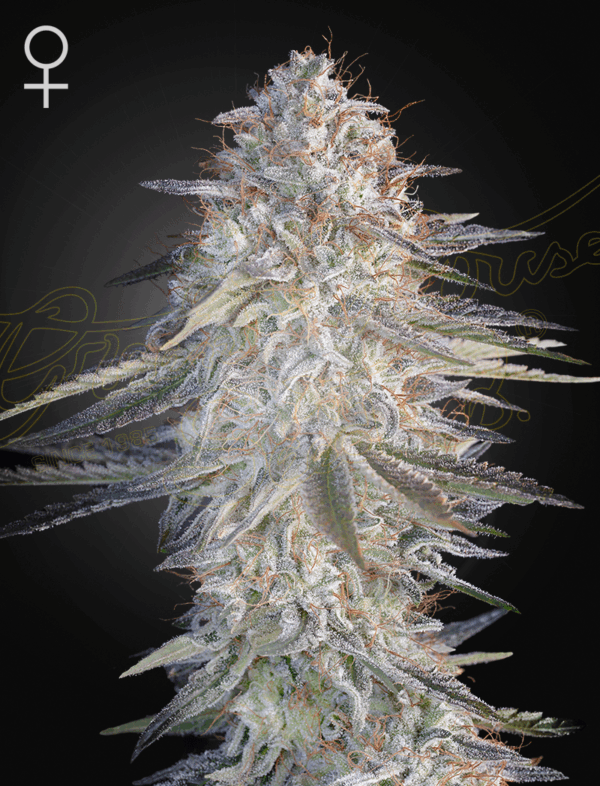 Super Lemon Haze x Pink Candy - Green House Seed Co. feminisiert 3er Pack