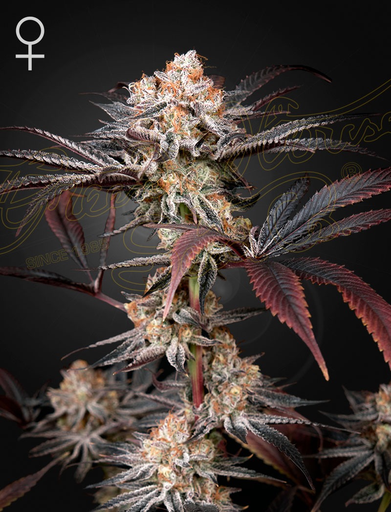 Wonder Pie - Green House Seed Co. feminisiert 3er Pack
