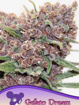 Anesia Seeds gelato dream Samen