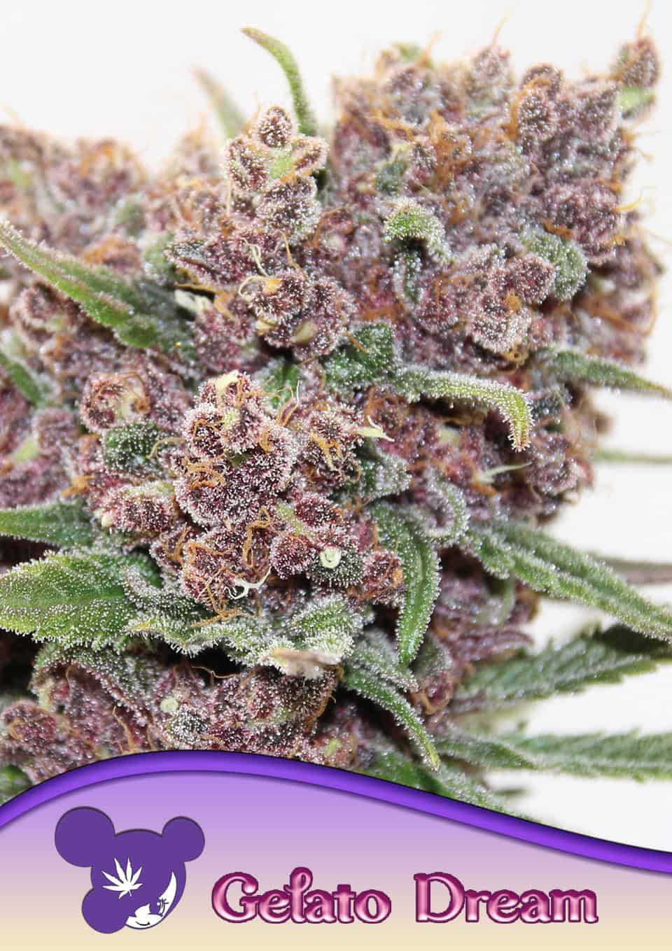 Gelato Dream - Anesia feminisiert 3er Pack