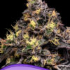 Glowberry Rush Auto - Anesia feminisiert 3er Pack