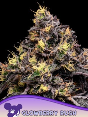 Glowberry Rush Auto - Anesia feminisiert 3er Pack