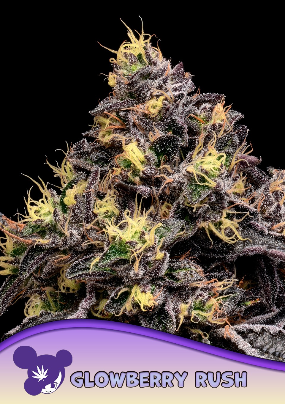Glowberry Rush Auto - Anesia feminisiert 3er Pack