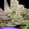 Anesia Seeds glowberry rush auto Samen