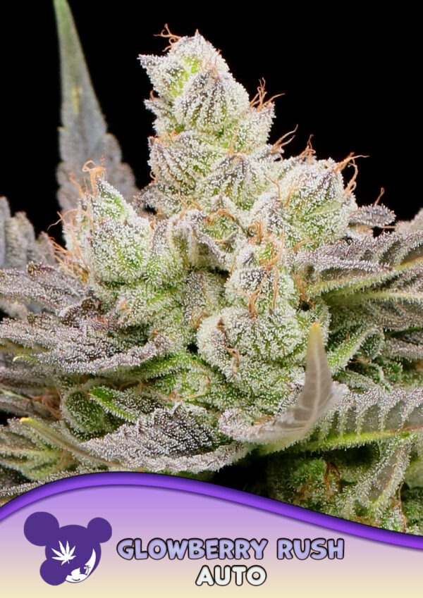 Anesia Seeds glowberry rush auto Samen