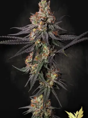 Gulupa - Paradise Seeds feminisiert 3er Pack