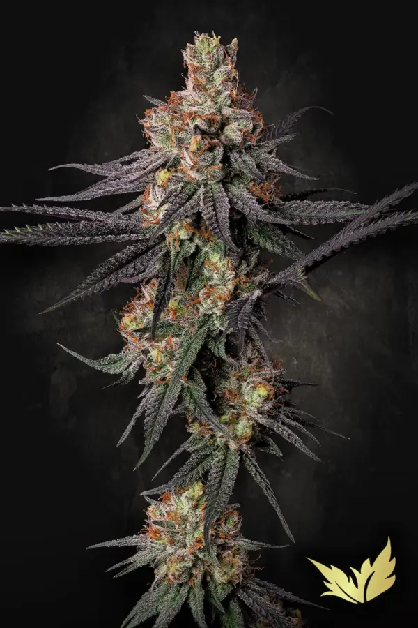 Gulupa-Paradise-Seeds.webp Gulupa - Paradise Seeds feminisiert 3er Pack