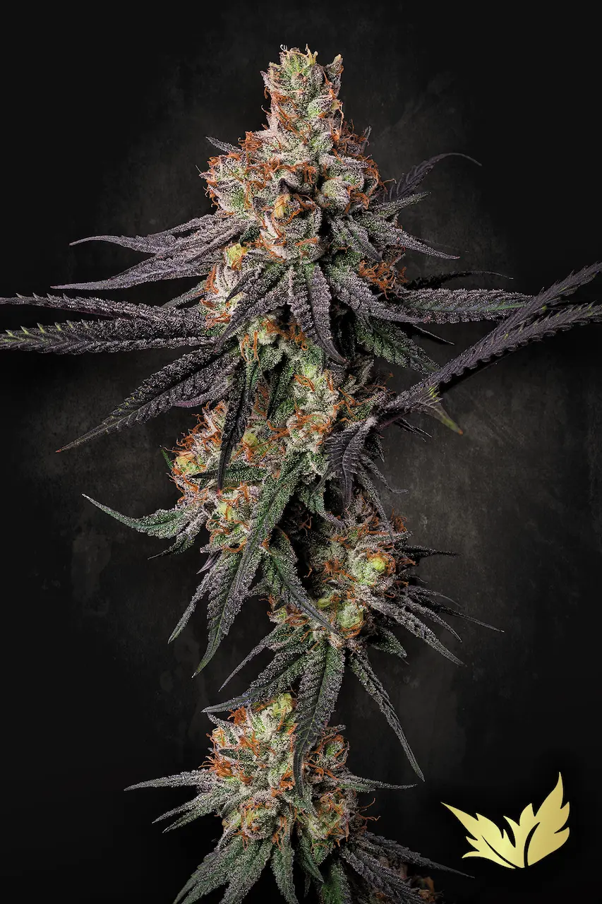 Gulupa - Paradise Seeds feminisiert 3er Pack