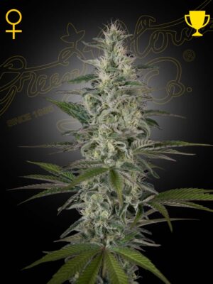 Hawaiian Snow - Green House Seed Co. feminisiert 3er Pack