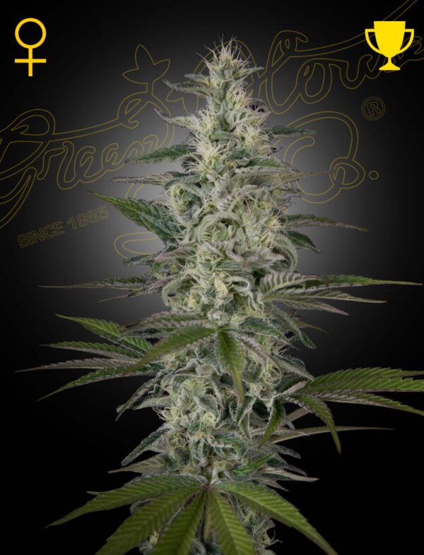 HAWAIIAN_SNOW_2rzy-6a.jpg Hawaiian Snow - Green House Seed Co. feminisiert 3er Pack